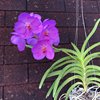 Ванда (Vanda Kultana Blue Pink) 